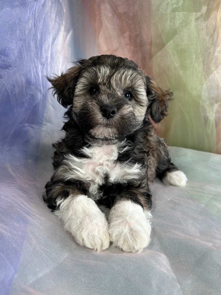 Schnoodle store puppies rescue